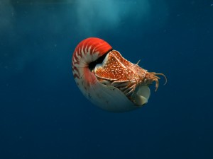 Nautilus pompilius beginning its descent back down to its 300m habitat. (Photo by Gregory Barord)