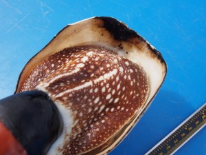 Photograph of Nautilus pompilius showing black deposits made on shell aperture. (Photo by Peter Ward)