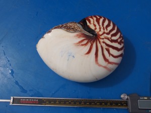 Photograph of Nautilus pompilius showing striped pattern of an adult. (Photo by Peter Ward)