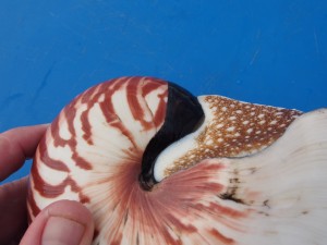 Photograph of Nautilus pompilius showing scars (black marks) on nautilus shell. (Photo by Peter Ward)