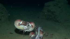 Snap shot of underwater video footage showing two Nautilus pompiius mating. The male and female grasp tentacles and may stay that way for hours as the male transfers a spermatophore. (Photo by Gregory Jeff Barord)
