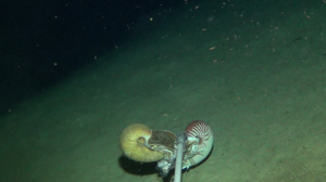 Snap shot of underwater video footage showing Allonautilus and Nautilus again feeding side by side. (Photo by Gregory Jeff Barord)