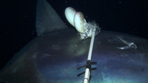 Snap shot of underwater video footage showing a sunfish, Mola mola banging into the bait stick with two Nautilus pompilius trying to eat. For scale, the sunfish is probably 1-2m across! (Photo by Gregory Jeff Barord) 